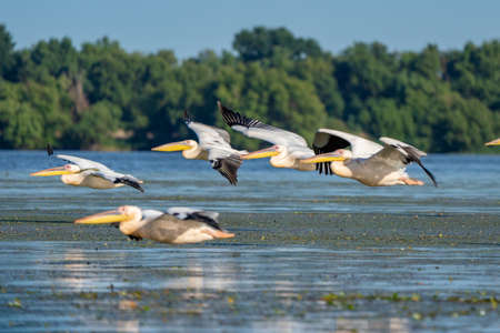 Birdwatching in the Danube Delta. Pelicans flying over Fortuna Lake near Mila 23 villageの写真素材