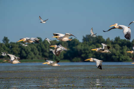 Birdwatching in the Danube Delta. Pelicans flying over Fortuna Lake near Mila 23 villageの写真素材