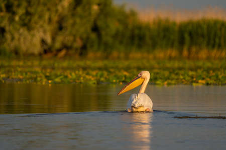 The Great White Pelican (Pelecanidae) a common sighting in the Danube Delta, Romaniaの写真素材