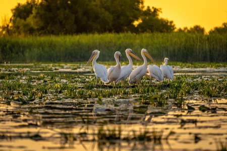 Danube Delta Pelicans at sunset on Fortuna Lakeの写真素材