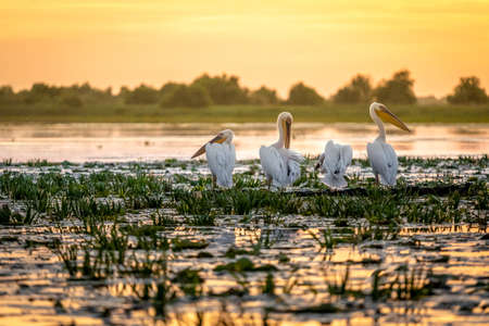 Sunrise in the Danube Delta with Pelican birds colonyの写真素材