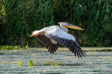 The Great White Pelican (Pelecanidae) flying in the Danube Delta, Romaniaの写真素材