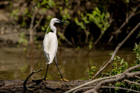White Heron Egret (Ardea Alba) witting on a bench in the Danube Delta. Great White Heron
