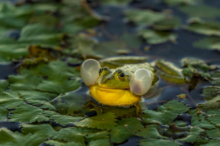 The common Green Frog (Lake Frog or Water Frog) in the water in Danube Delta. Closeup frog photography at sunriseの写真素材