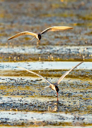 White-cheeked Tern fishing in Danube Delta, Romania. Tern in flight at sunrise