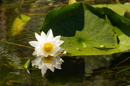 White Lily Lotus with yellow polen on dark background floating on water in Danube Deltaの写真素材