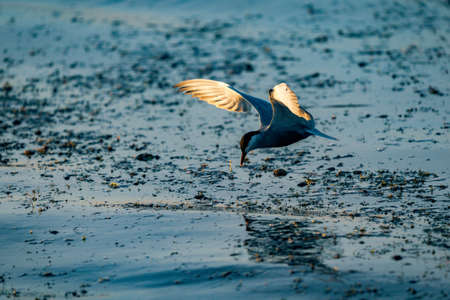 White-cheeked Tern fishing in Danube Delta, Romania. Tern in flight over water at sunrise