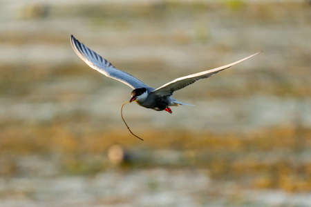 White-cheeked Tern in flight carrying a branch for a nest in Danube Delta, Romania