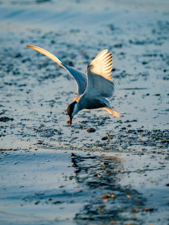 White-cheeked Tern fishing in Danube Delta, Romania. Tern in flight over water at sunrise