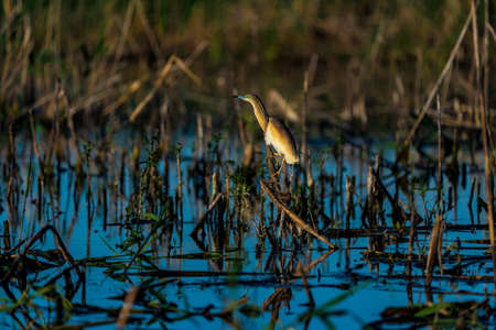 Squacco Heron (Ardeola ralloides) sitting on a branch over blue water in beautifull sunset light in...