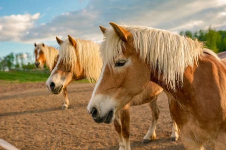 Haflinger horses (Avelignese) at a equestrian centreの写真素材