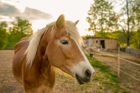 Haflinger horse at a horse farmの写真素材