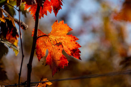 Late Autumn in vineyards in fall colours