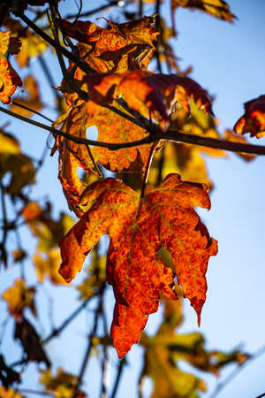 Late autumn in vineyard