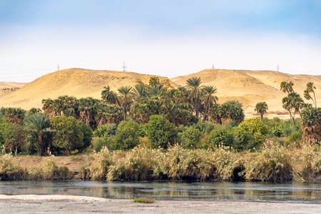 The natural vegetation with Palm trees and greenery on the banks of the River Nile in Egypt