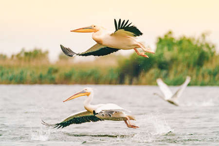 Pelicans in the Danube Delta flyingの写真素材