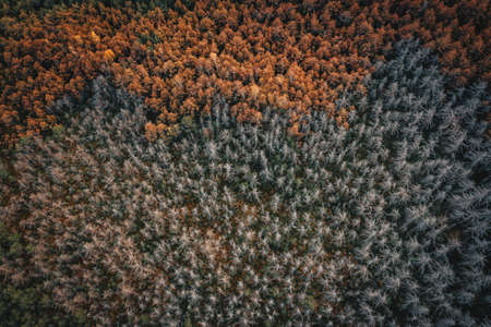 Forest texture from autumn season top down view from a drone