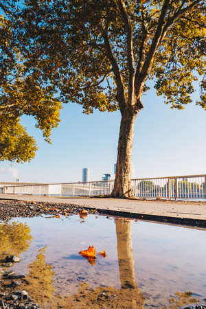 Autumn in Cologne, Germany on the bank of river Rhein
