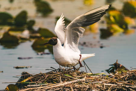 Pallas's gull, also known as the great black-headed gull seen in the Danube Delta, Romania