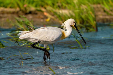 Eurasian spoonbill - Platalea leucorodia or common spoonbill seen in the Danube Delta, Romaniaの写真素材