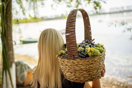 Woman holding a freshly harvested grapes basketの写真素材