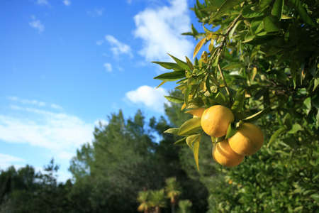 Citrus Fruits in Spainの写真素材