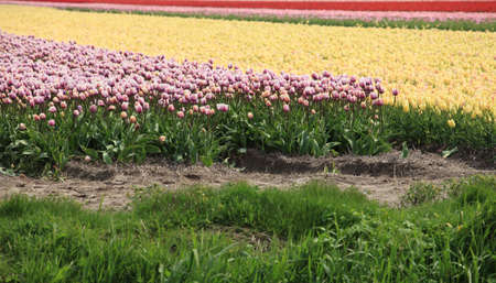Tulip field in Hollandの写真素材