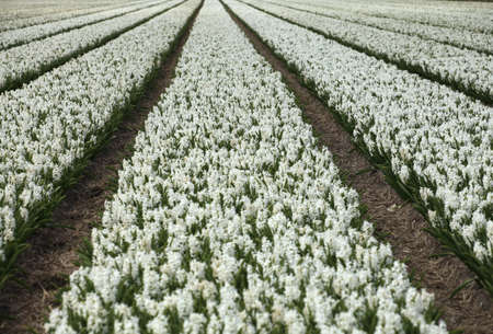 Tulip field in Hollandの写真素材