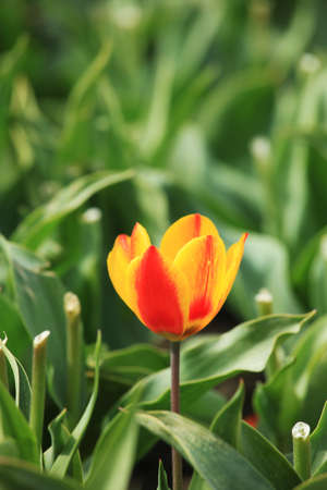 Tulpenfeld in Hollandの写真素材