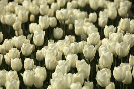 Tulip field in Hollandの写真素材