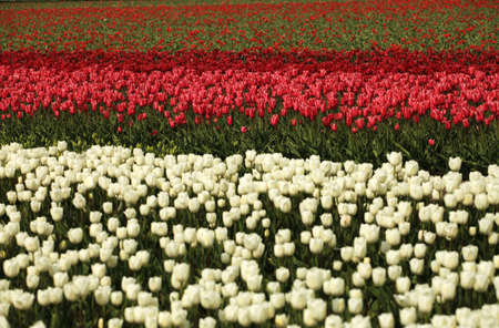 Tulip field in Hollandの写真素材
