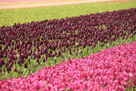Tulip field in Hollandの写真素材