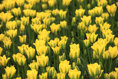 Tulip field in Hollandの写真素材