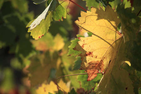 Vineyard in the Sunの写真素材