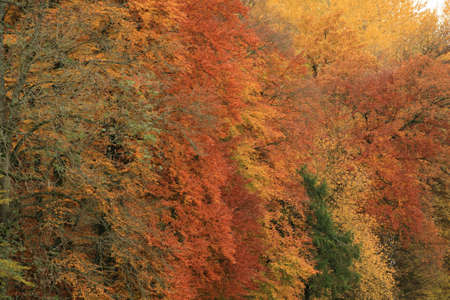 Autumn in Germanyの写真素材