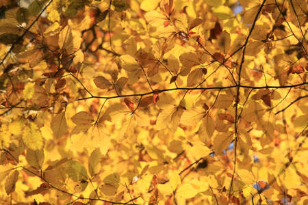 Autumn in Germany