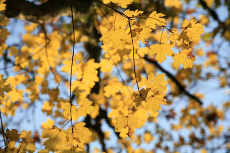 Autumn in Germany