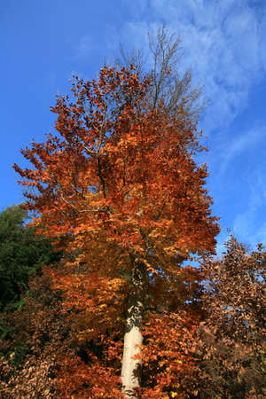 Autumn in Germany