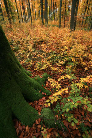 Autumn in Germanyの写真素材