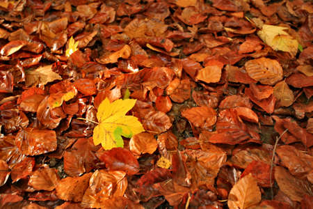 Autumn