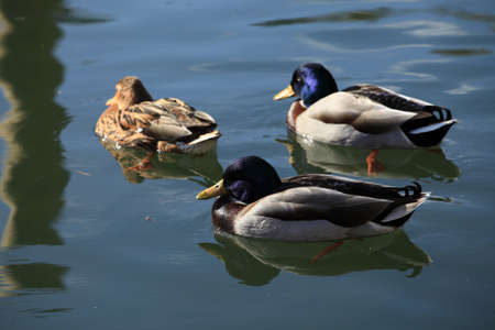 Floating Ducks