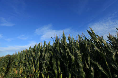 Corn Field in Summer