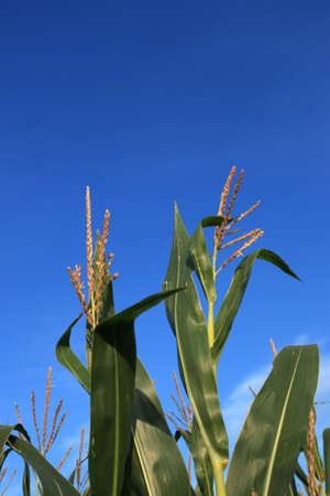 Corn Field in Summer