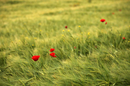 Poppy Field in Ibizaの写真素材