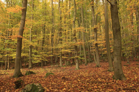 Autumn in Germanyの写真素材