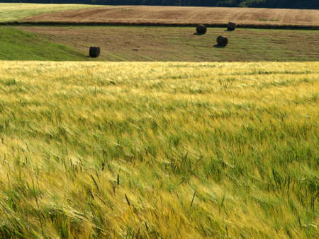Barley and Oat Fieldの写真素材