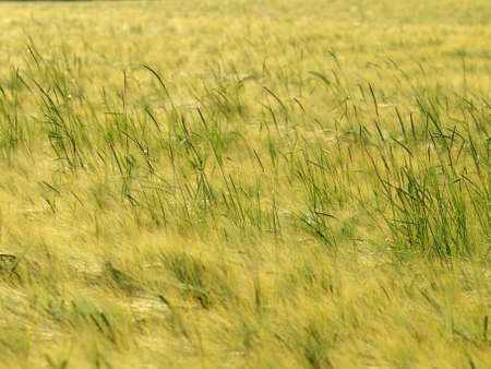 Barley and Oat Fieldの写真素材