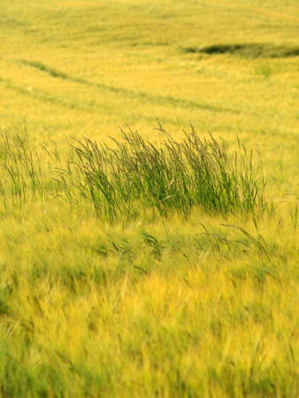 Barley and Oat Fieldの写真素材