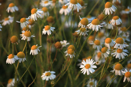 Chamomile Fieldの写真素材
