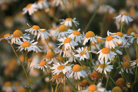 Chamomile Fieldの写真素材